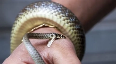 Prvá pomoc, keď snake bite